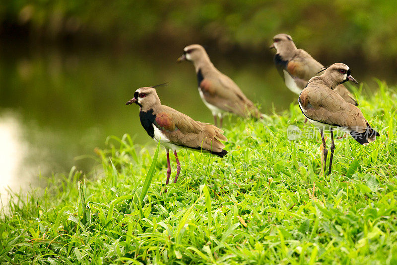 一群南田凫鸟(Vanellus chilensis)在一个郁郁葱葱的绿色田野，哥斯达黎加